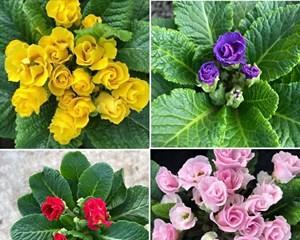 冬日花海的美丽与寓意（探索冬季花卉的独特魅力及其传达的情感）