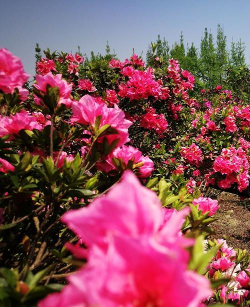 杜鹃花的花语与寓意（探寻杜鹃花的花语及其象征意义）