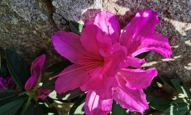 杜鹃花（以杜鹃花为主题的文化寓意与美学价值）
