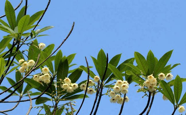 杜英花的花语——传递美好和希望的使者（花开时）