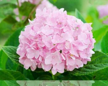 粉红色绣球花（绽放幸福）