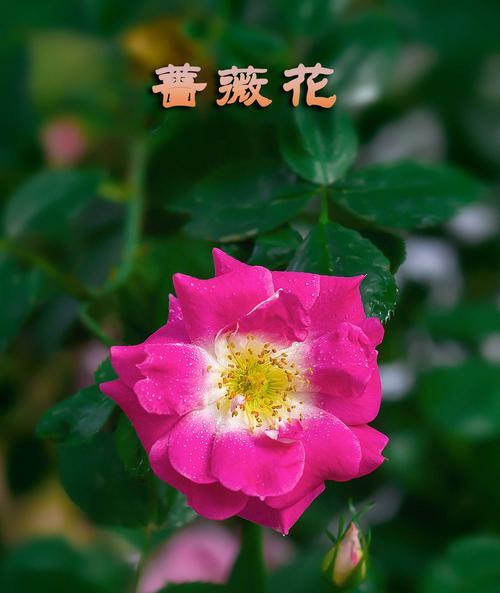 粉蔷薇花语（探索粉蔷薇花语的意义与传承）