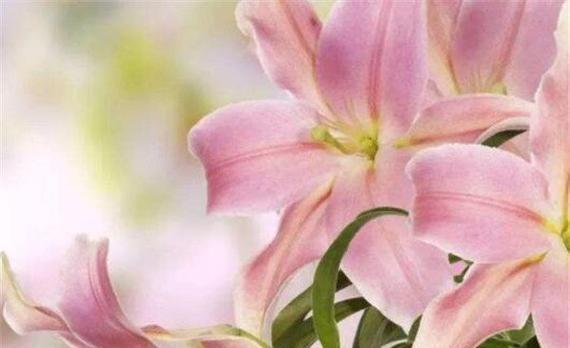 粉色百合花语与寓意（粉色百合花的浪漫和祝福——爱与幸福的象征）