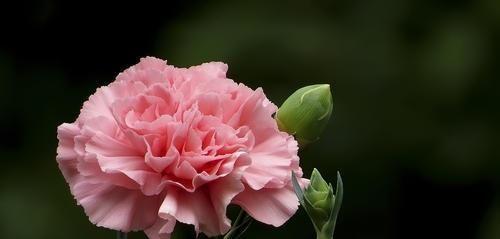 粉色康乃馨的花语（用花语传递深情与美好）