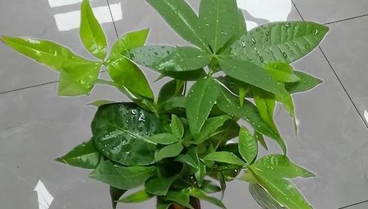 象征幸福的植物（带给你快乐和吉祥的自然之宝）