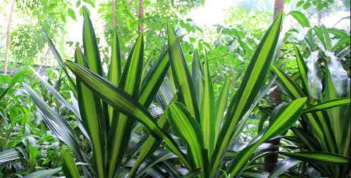 以象征助人为乐的植物（生态之光——植物中的善行精神）