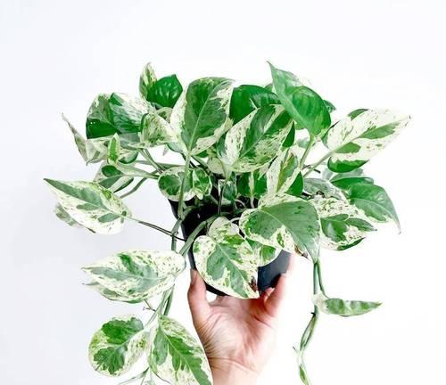 植物中的自律力量（探索象征自律的15种植物及其精神启示）