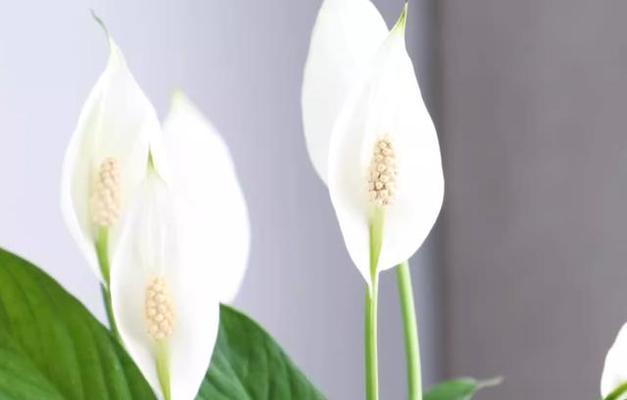 自信之花（发掘自我潜力）