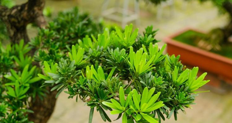 自信之花（发掘自我潜力）