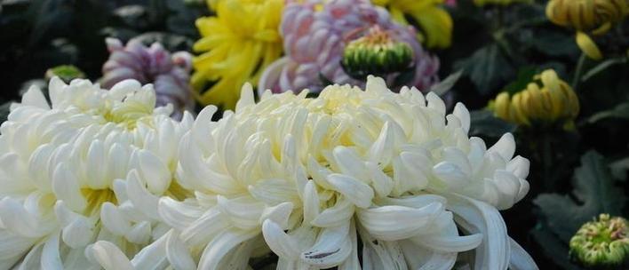 小菊花花语的寓意（探索小菊花所代表的意义与价值）
