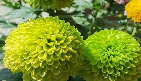 小菊花花语的寓意（探索小菊花所代表的意义与价值）
