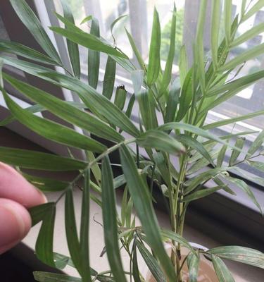 以袖珍椰子的花语（探索袖珍椰子的丰富花语）