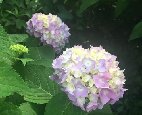绣球春化（绣球花的生长过程与意义）