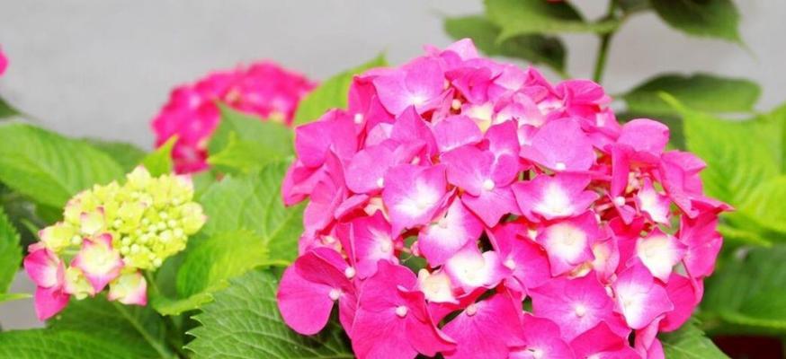 绣球花的传说与寓意（探秘绣球花的神奇之处）