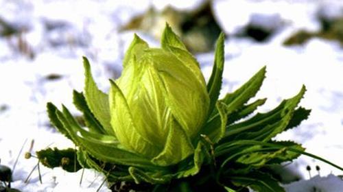 雪莲花的寓意——顽强坚韧的象征（寒雪中的坚守与希望）