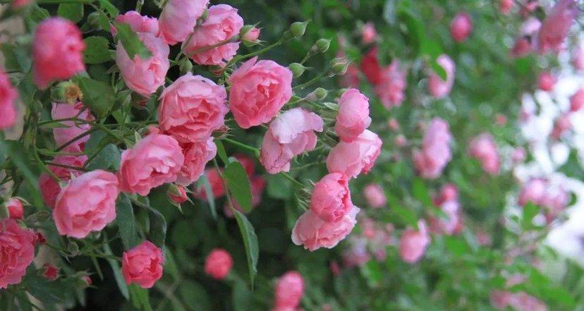 以岩蔷薇为主题的花语及代表意义（岩蔷薇的花语及象征意义解析）