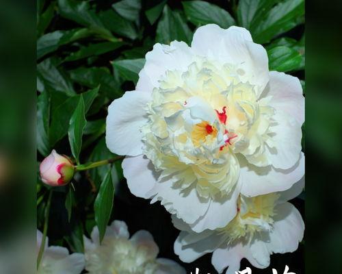 樱花与生肖（探寻樱花背后的生肖文化奥秘）