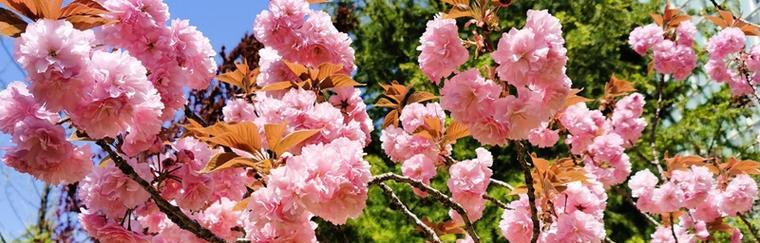 樱花的花语与传说（探寻樱花的背后故事与神秘之美）