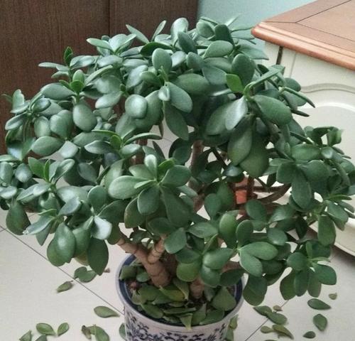 以玉树开花的象征意义（繁花绽放意味着希望与重生）