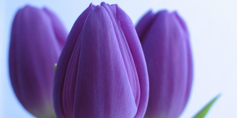 郁金香花语的神奇魅力（以郁金香适合送什么人）