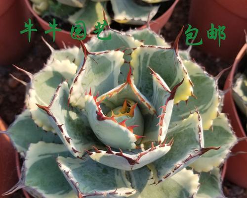 吉祥多肉植物（以多肉植物为载体）