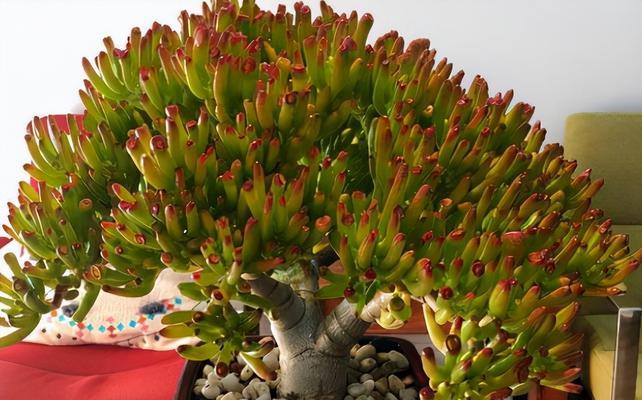 吉祥多肉植物（以多肉植物为载体）
