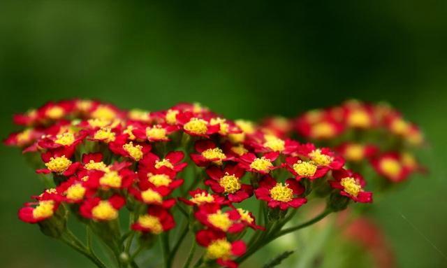 花开金榜，寓意美好的花卉世界（金榜题名花）