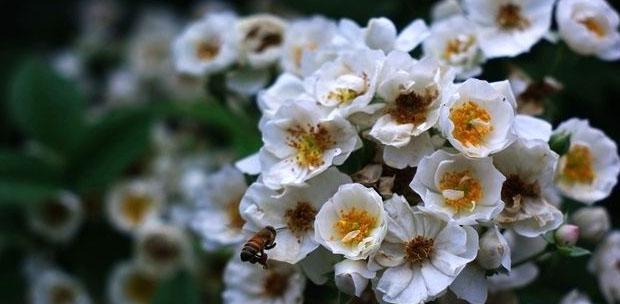 月光花（花语与文化意蕴）