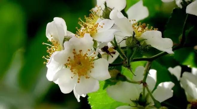 月光花（花语与文化意蕴）
