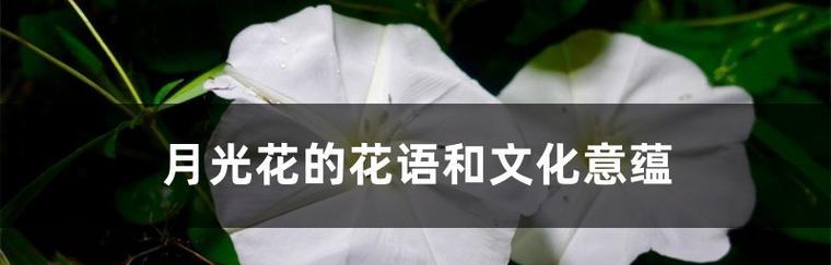 月光花（花语与文化意蕴）
