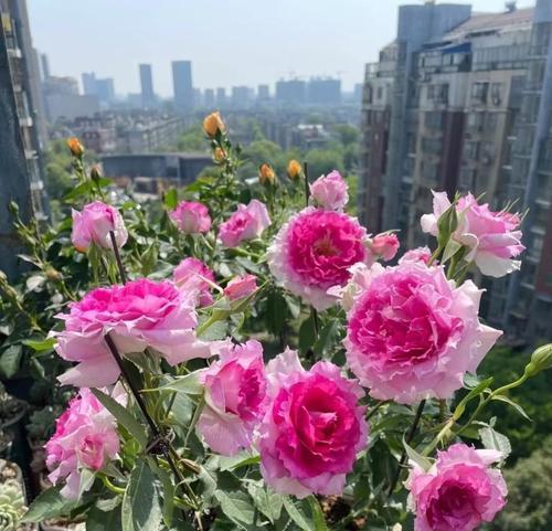 月季春化的意义与方法（探索月季花开的奥秘）