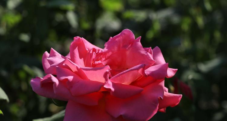 月季花语与传说（深入探索月季花的神秘世界）