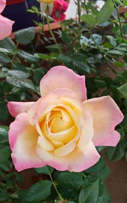 月季花语与传说（深入探索月季花的神秘世界）