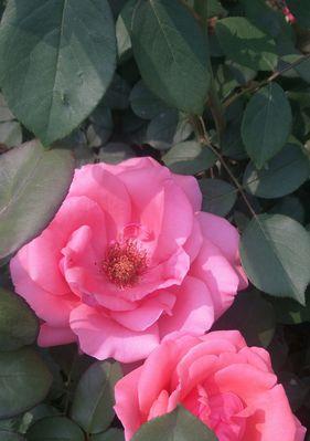 月季花语与传说（深入探索月季花的神秘世界）