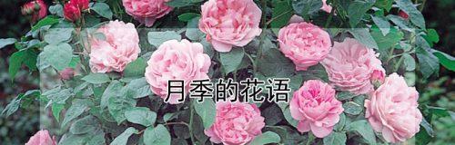 月季之花语-爱与美的象征（绽放在春天的芬芳世界）