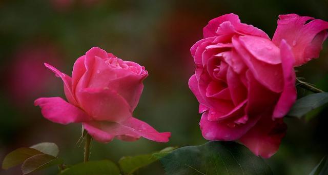 月季花的象征意义及美丽魅力（月季花的花语与文化涵义）