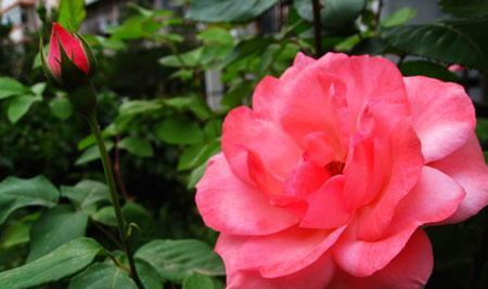 月季花的象征意义及美丽魅力（月季花的花语与文化涵义）