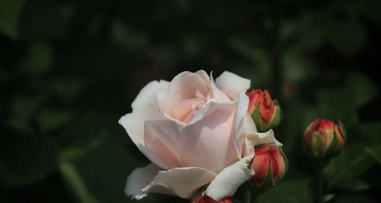五彩缤纷的月季花语（揭秘不同颜色月季花的寓意与情感）