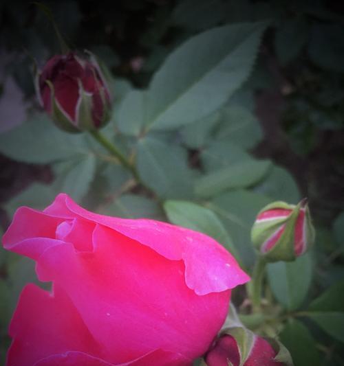 月季花花语（用花语传递情感）