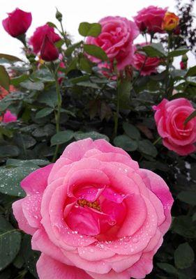 月季花花语（用花语传递情感）