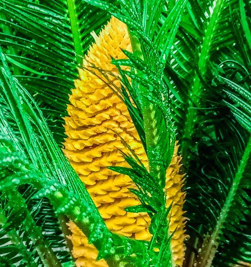 铁树开花之谜剖析（探索铁树开花的奥秘及其象征意义）