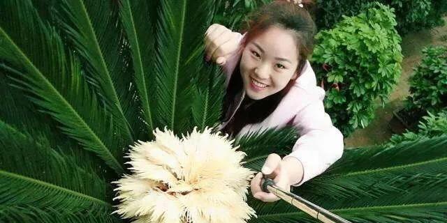 铁树开花之谜剖析（探索铁树开花的奥秘及其象征意义）