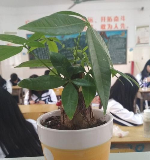 招财树花语与寓意（神奇的招财树）