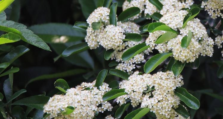 珍珠梅花语之美（探索珍珠梅花的内在价值与美丽之处）