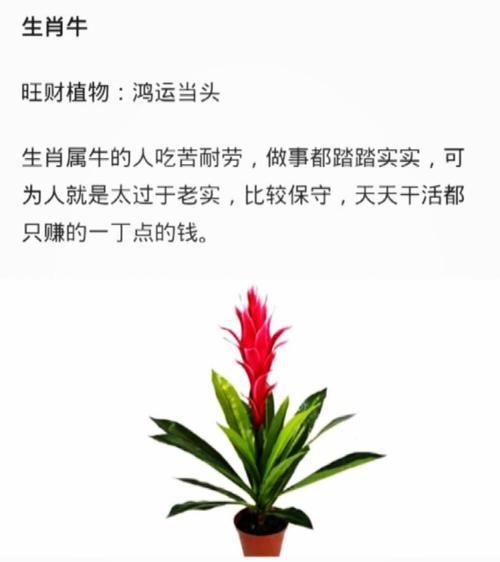 以植物代表生肖的寓意（用植物来诠释12种不同生肖的性格特点）