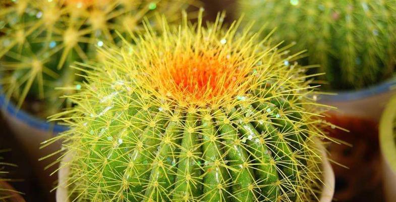以植物代表生肖的寓意（用植物来诠释12种不同生肖的性格特点）