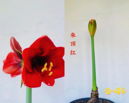 朱顶红的花语与传说（鲜艳如火）