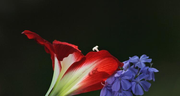 朱顶红的花语与传说（鲜艳如火）