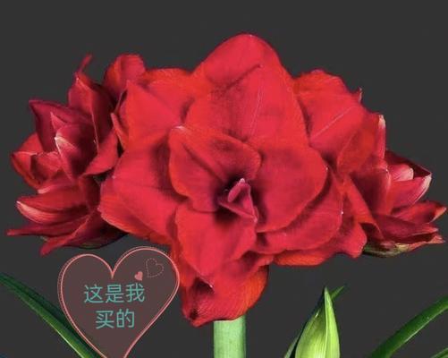 朱顶红的花语与传说（鲜艳如火）