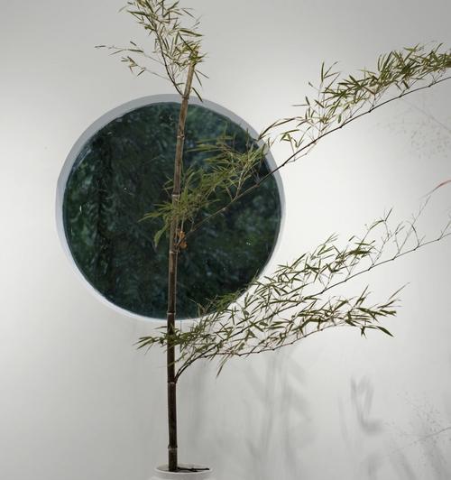 竹子的人生寓意——坚韧与自强不息（竹子的生命力与人性境遇）
